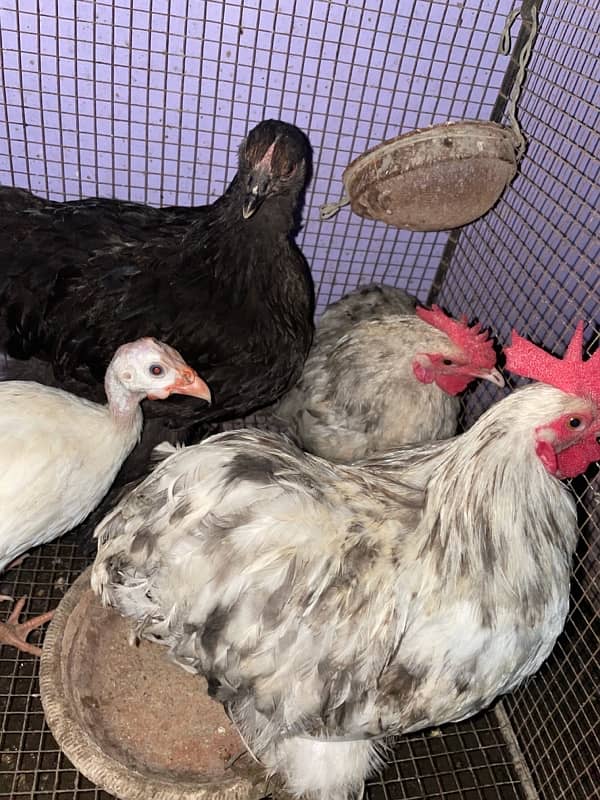 bantam for sale urgent 5