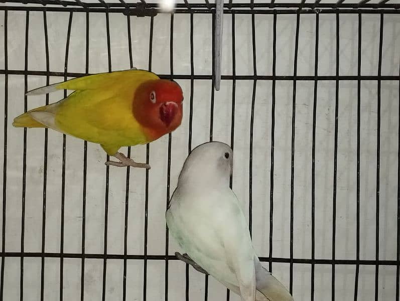 love birds 2