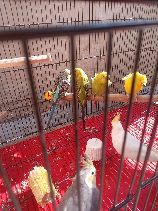 Budgies parrot 0