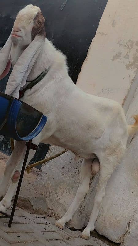 goat farming breeder 4