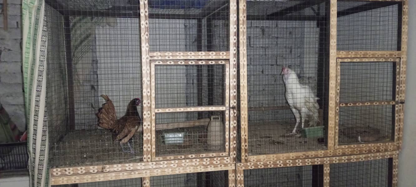 Wooden Cage | Pinjra for birds | Cage for birds 1