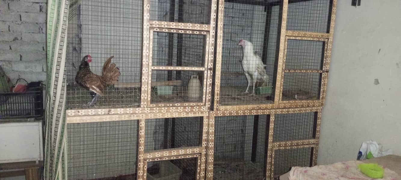 Wooden Cage | Pinjra for birds | Cage for birds 4