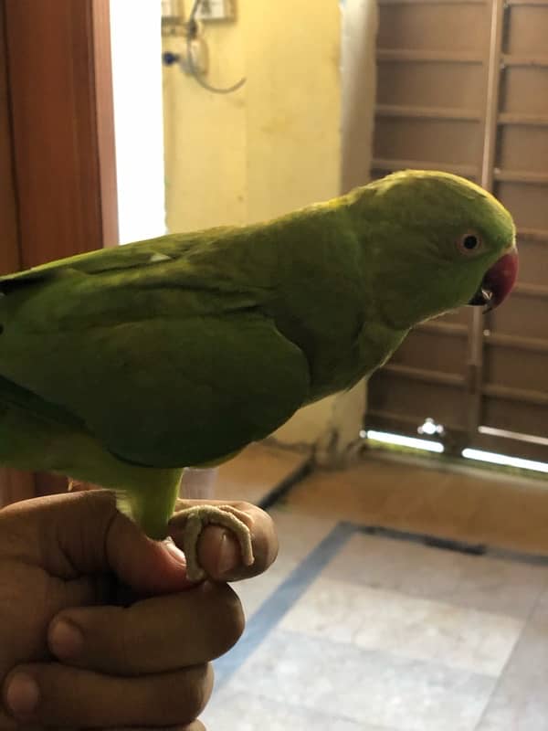 green ring nack parrot for sale 0