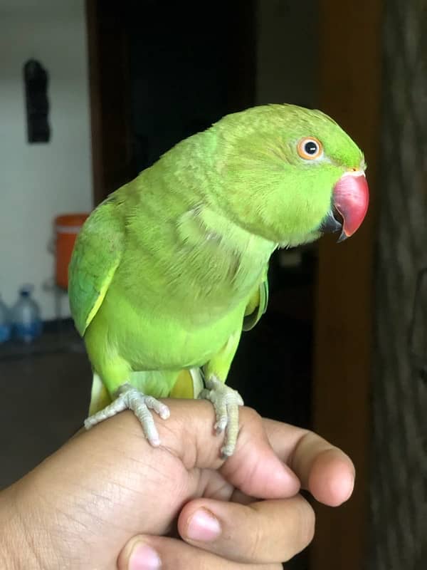 green ring nack parrot for sale 1