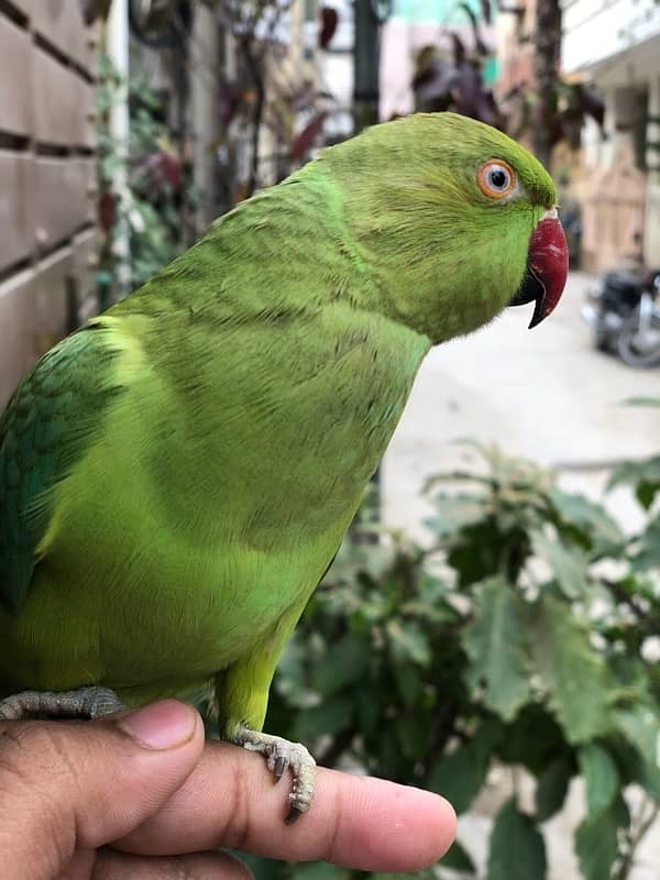 green ring nack parrot for sale 2