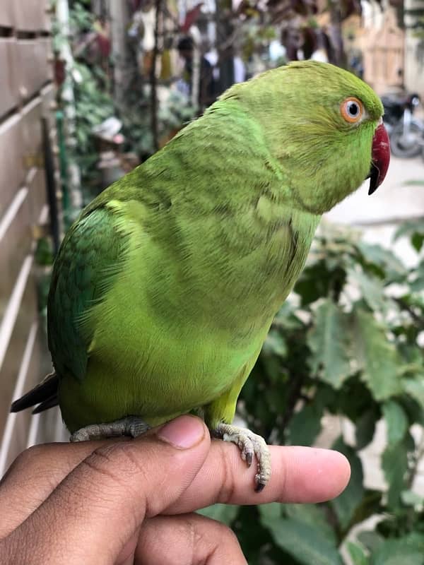 green ring nack parrot for sale 3