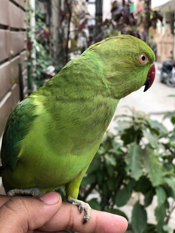 green ring nack parrot for sale 4