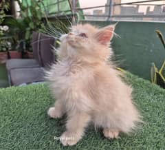 Punch Face pure persian Kitten