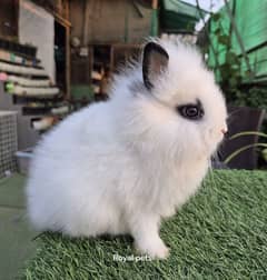 Extrem Quality Loin Head Dwarf Angora Rabbits