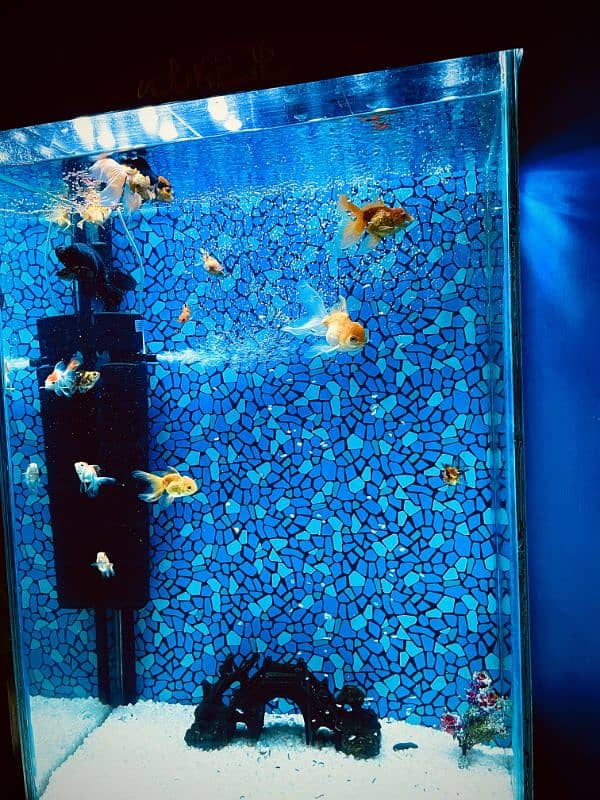 Aquarium Tower Style complete setup for sale 6