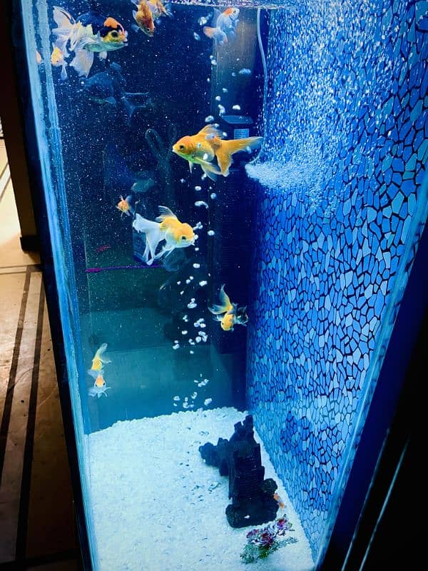 Aquarium Tower Style complete setup for sale 9