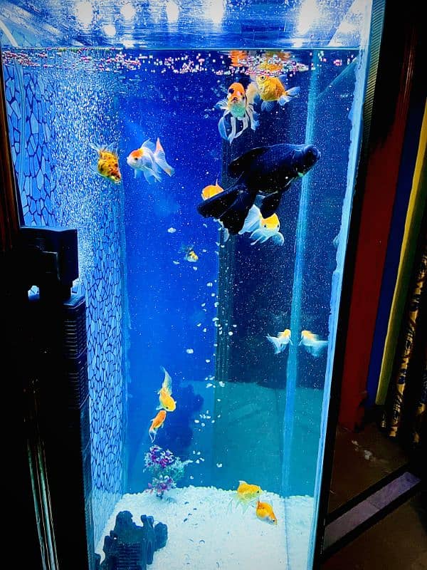 Aquarium Tower Style complete setup for sale 10