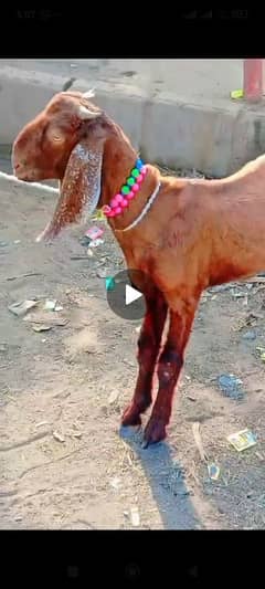 Bakra kamori 6 month urgent sale