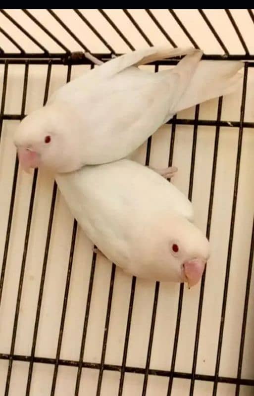 Albino Blue-2 females 03244333108 0