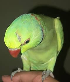 parrot