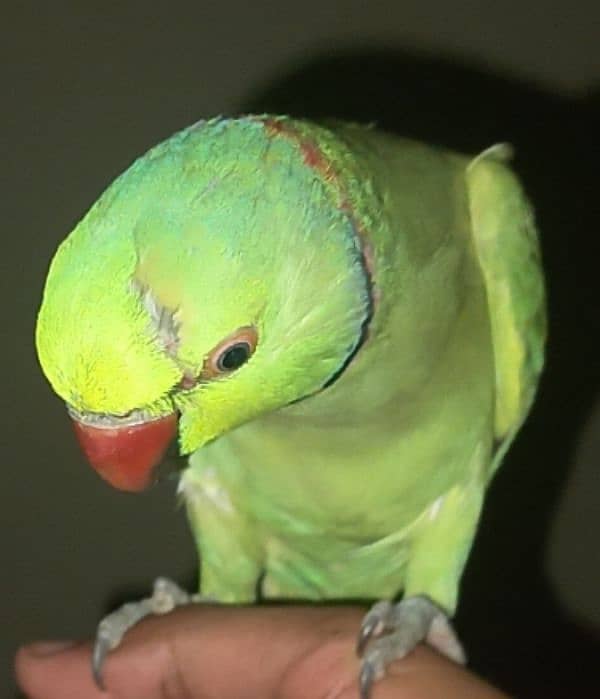 parrot 0