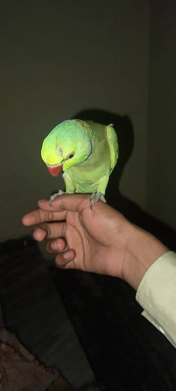 parrot 2