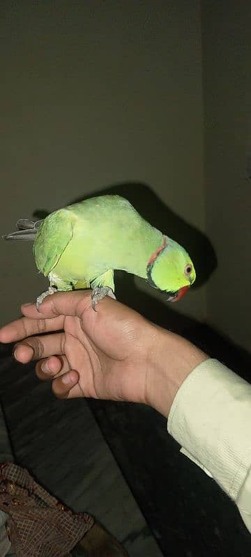 parrot 3