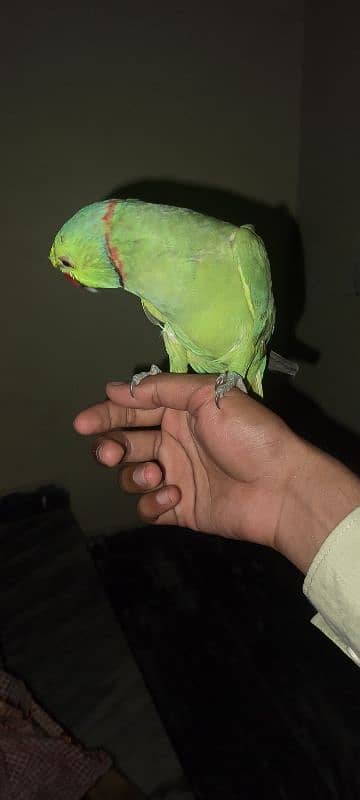 parrot 4