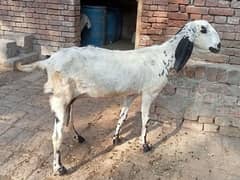 betal | lailpuri | pregnant  bakri for sale 03052593845