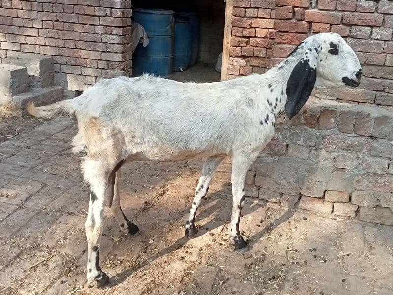 betal | lailpuri | pregnant  bakri for sale 03052593845 0