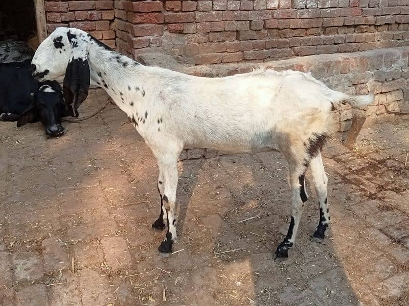 betal | lailpuri | pregnant  bakri for sale 03052593845 1