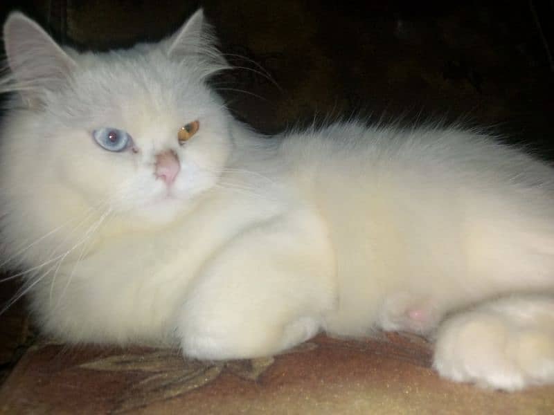 (NOT FOR SALE) Male Cat Available only for (stud) service. Rs : 4000 1