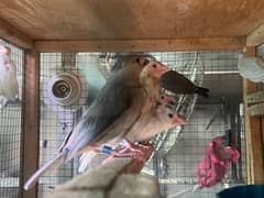 Java Sparrow chicks