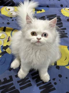 Persian Kitten/ Punch Face/ Home-bred