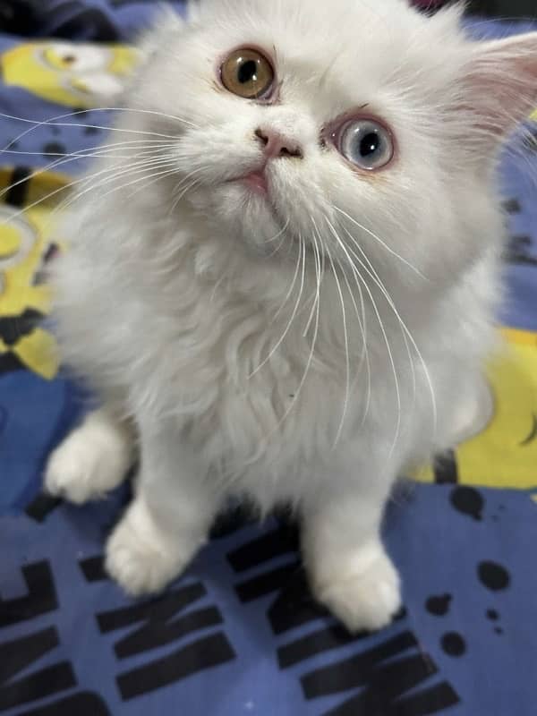 “Purebred Persian Cat for Sale – Adorable, Affectionate, and Elegant!” 1