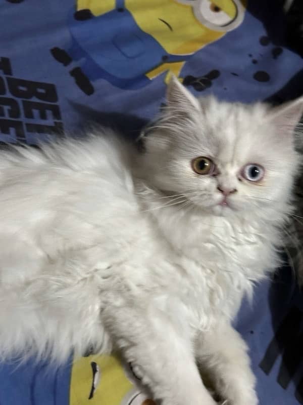 “Purebred Persian Cat for Sale – Adorable, Affectionate, and Elegant!” 2