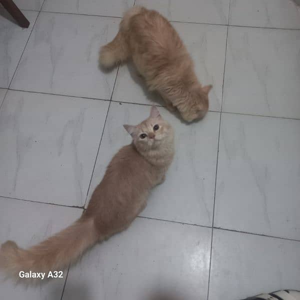 cats for sale 0