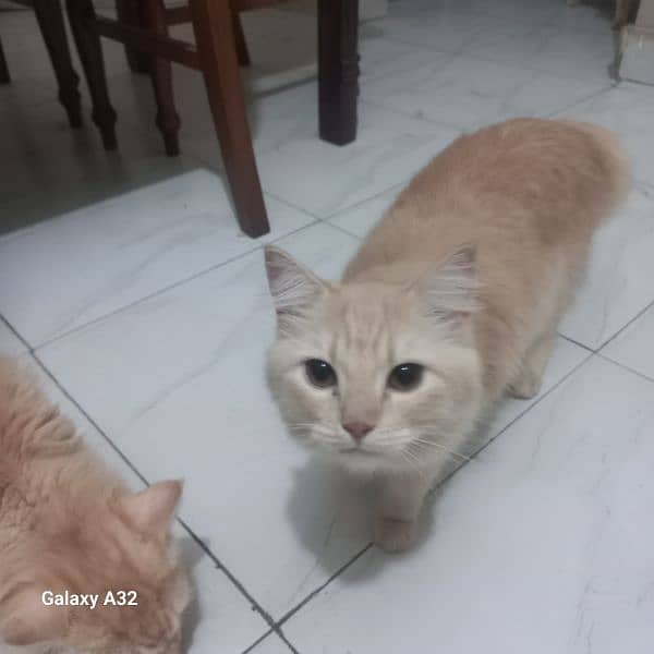 cats for sale 3