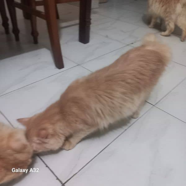 cats for sale 4