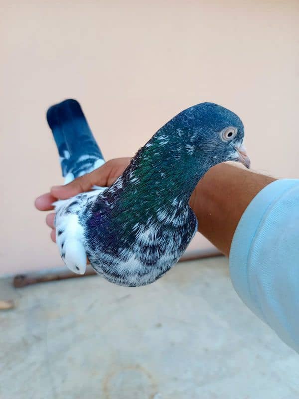 Tedddy kabootar/pigeon 1