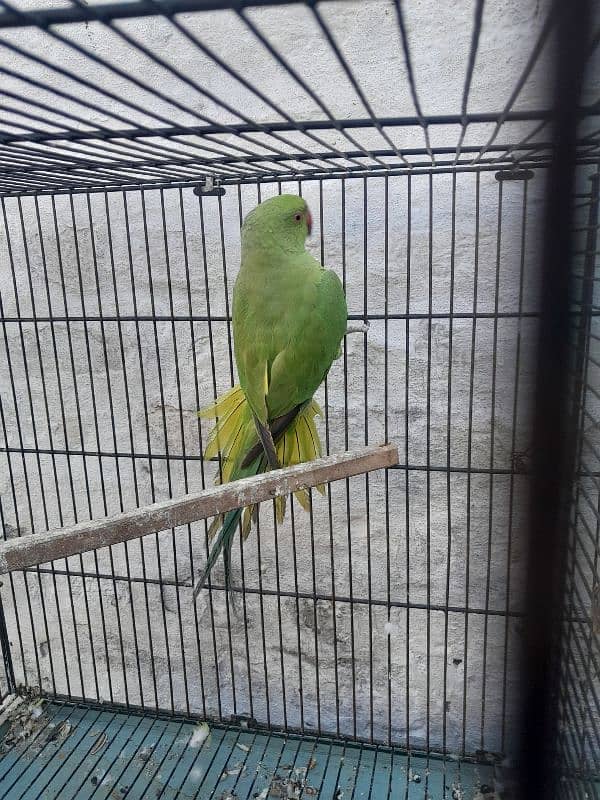 Green Ringneck 0