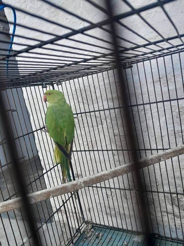 Green Ringneck 1