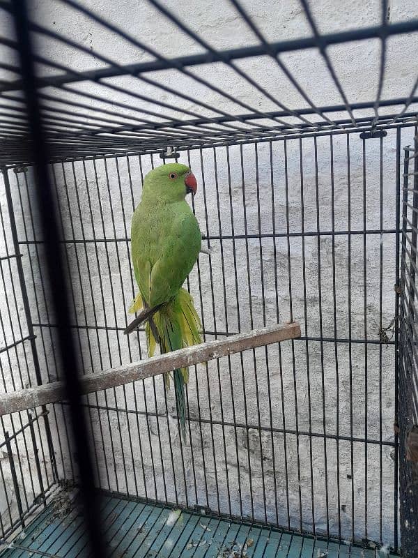 Green Ringneck 2