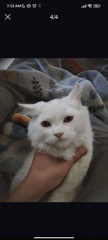 "FRIENDLY AND FULLY TRAINED CAT WANTS A GOOD FAMILY" 3