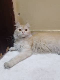 Persian female cat