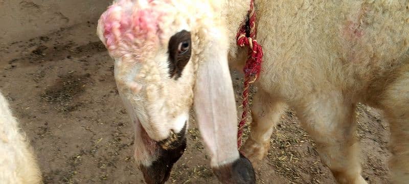 Goat Sheep Chatra | bakra | sheep | Breader | bakry | بکرا 9