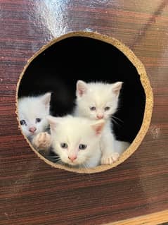 percian double coated kittens pair or single