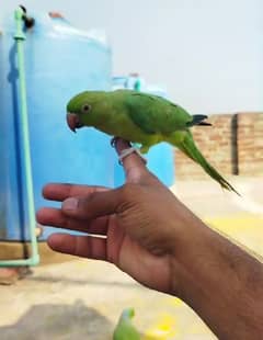 green fully tame parrot