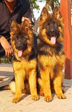 Highclass Triple coat German shepherd pair