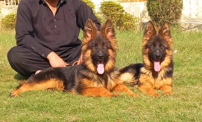 Highclass Triple coat German shepherd pair 1