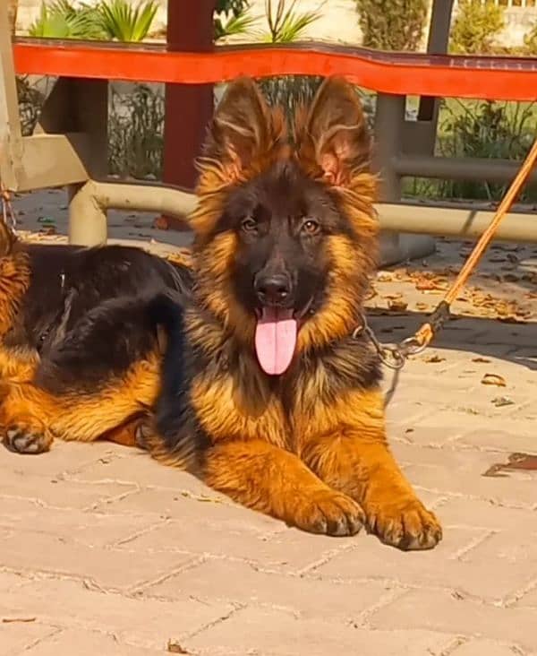 Highclass Triple coat German shepherd pair 2