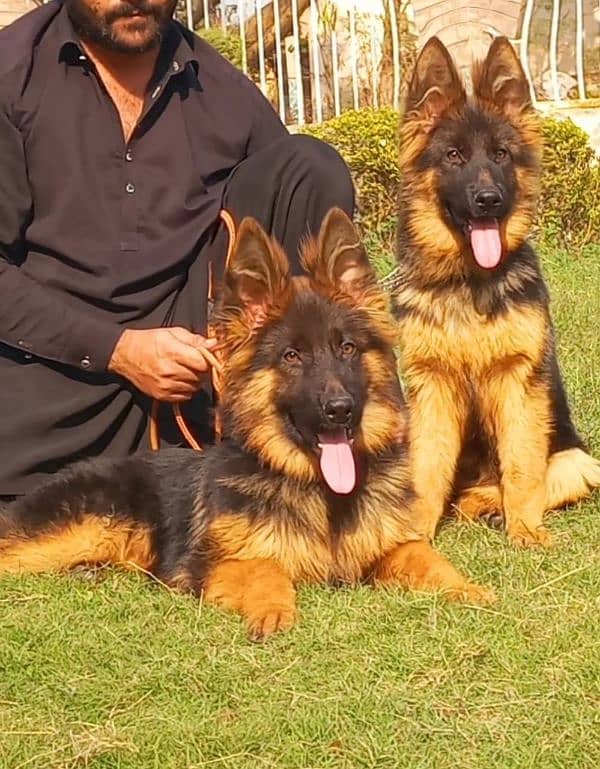 Highclass Triple coat German shepherd pair 3