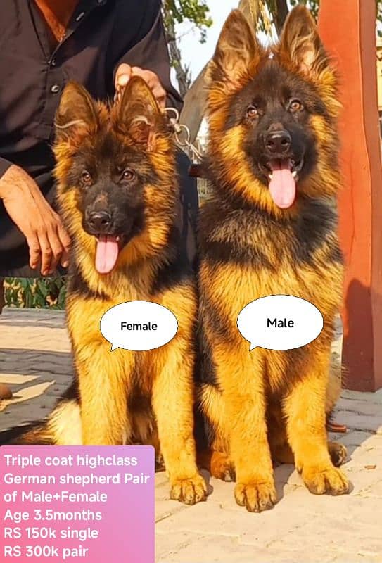 Highclass Triple coat German shepherd pair 4