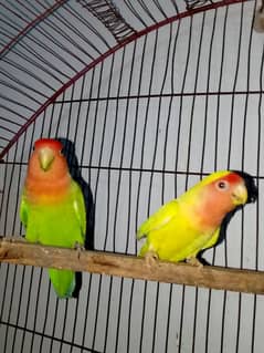 love birds breeder pair with one baby