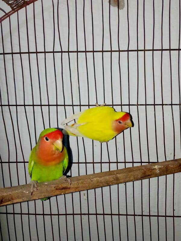 love birds breeder pair with one baby 1